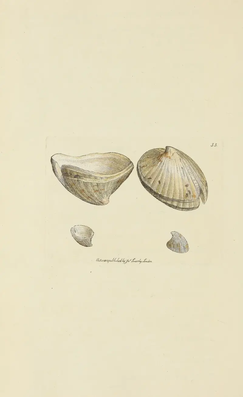 Mineralisk conchologi från Storbritannien, pl. 034 av James Sowerby