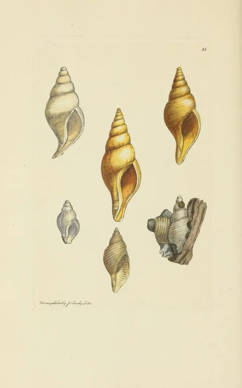 The mineral conchology of Great Britain Pl.036 av James Sowerby