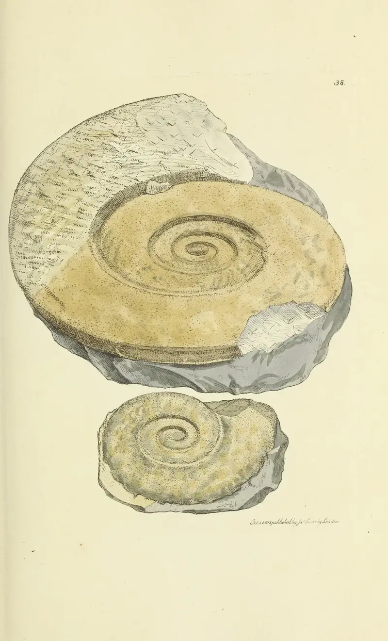 The mineral conchology of Great Britain Pl.039 av James Sowerby