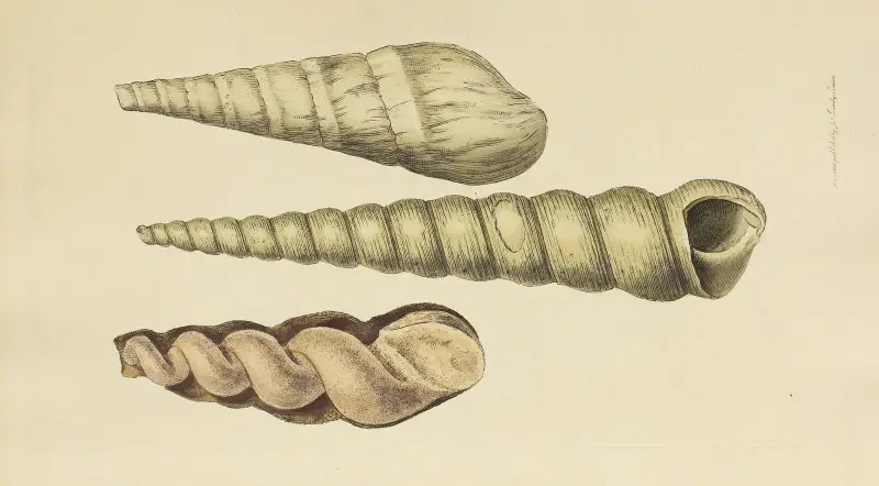 The mineral conchology of Great Britain Pl.040 av James Sowerby