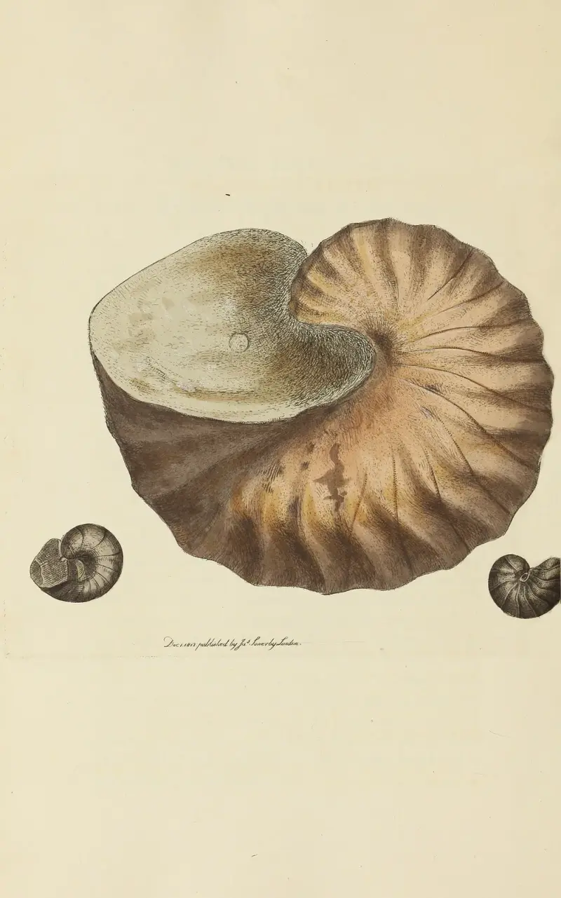 The mineral conchology of Great Britain Pl.041 av James Sowerby