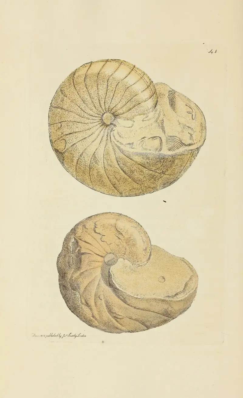 The mineral conchology of Great Britain pl. 42 av James Sowerby