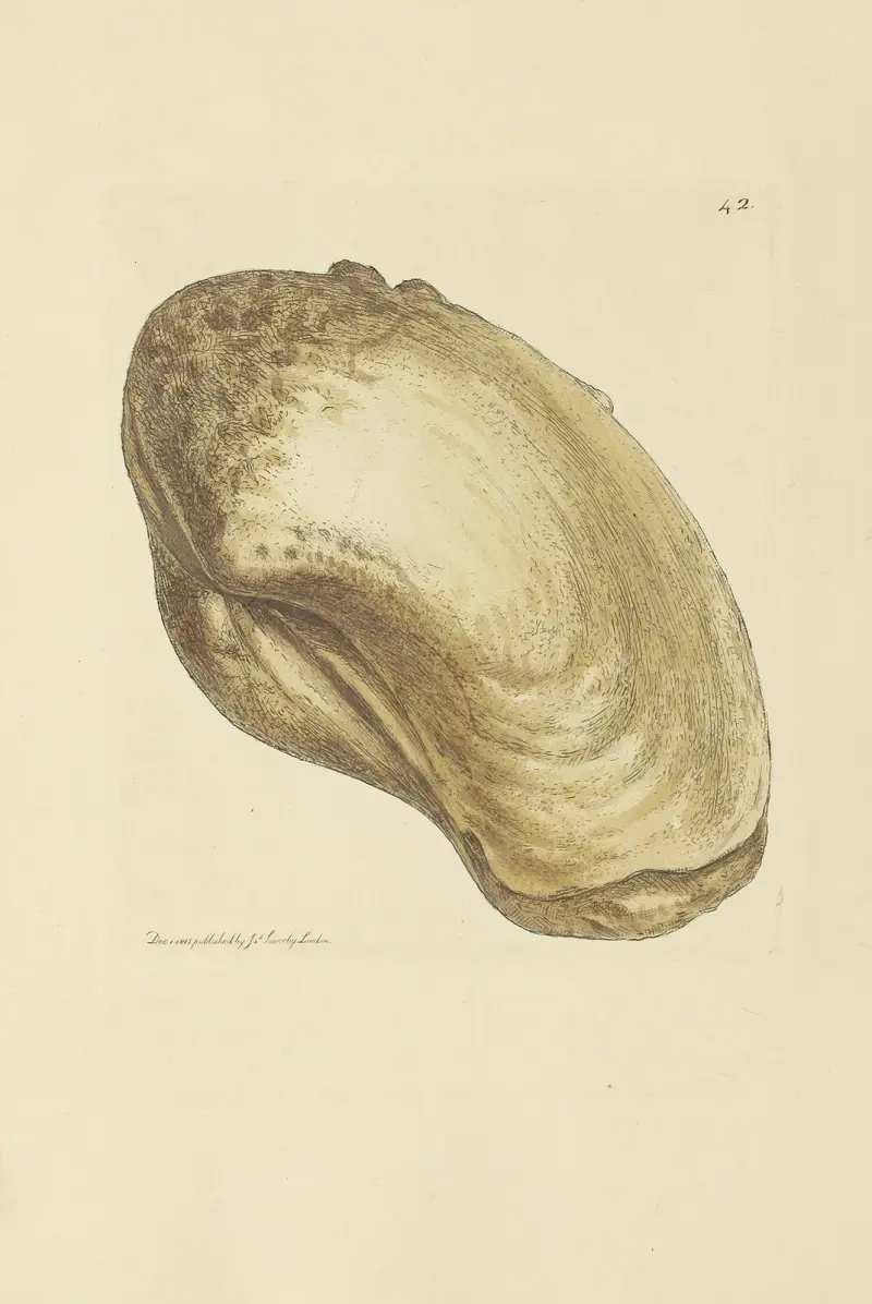 The mineral conchology of Great Britain Pl.043 av James Sowerby