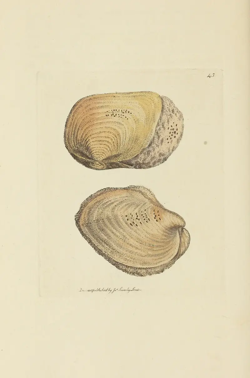 The mineral conchology of Great Britain Pl.044 av James Sowerby