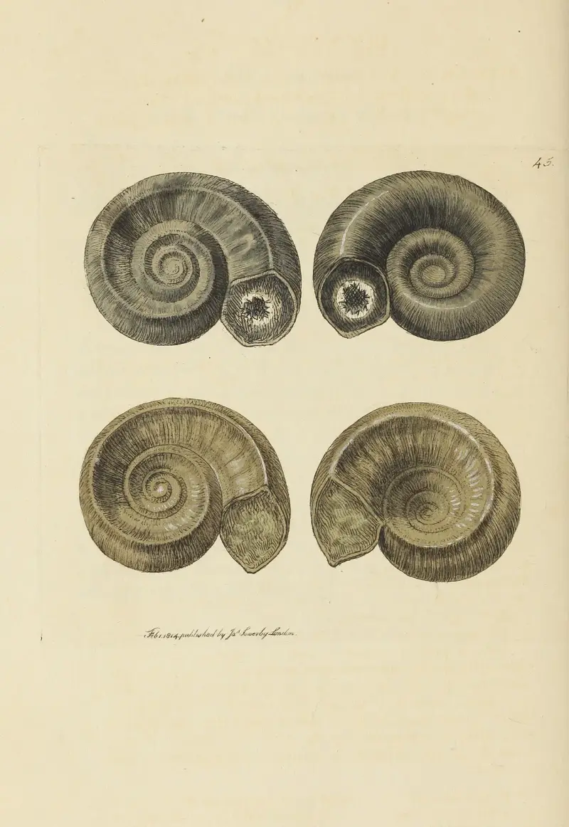 Mineralconkologi från Storbritannien, plansch 046 av James Sowerby