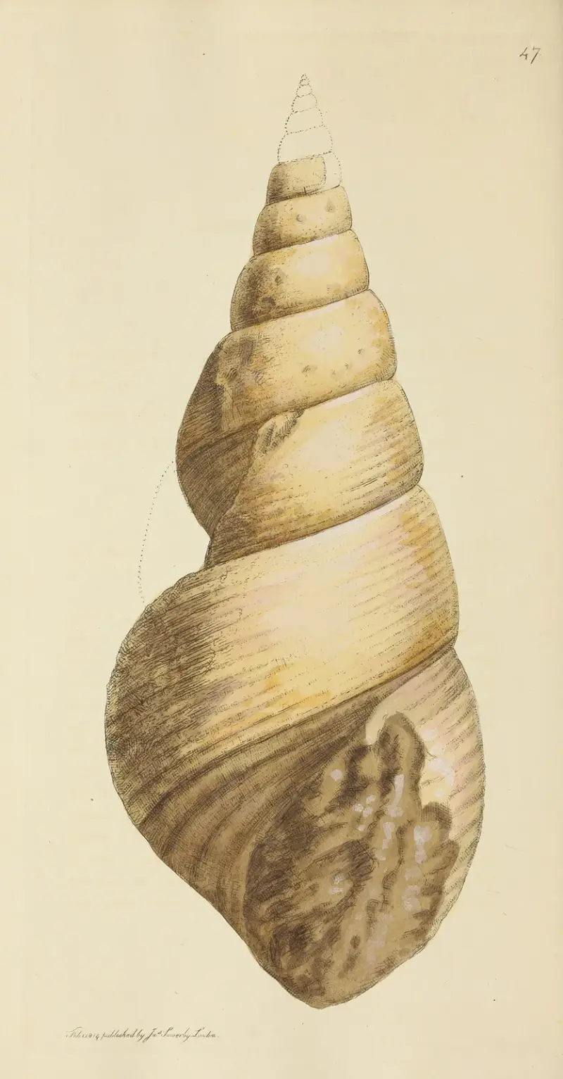 Mineralogisk conchology av Storbritannien, plansch 048 av James Sowerby