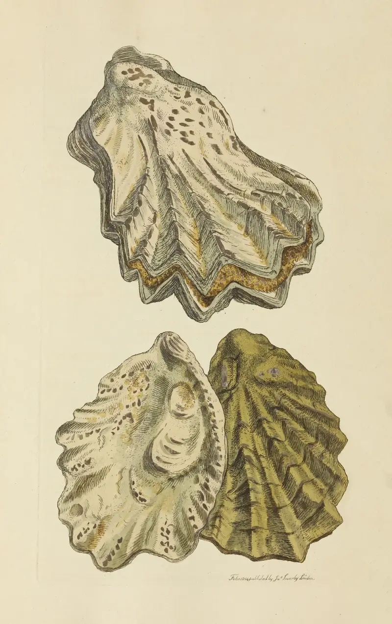 The mineral conchology of Great Britain Pl.049 av James Sowerby
