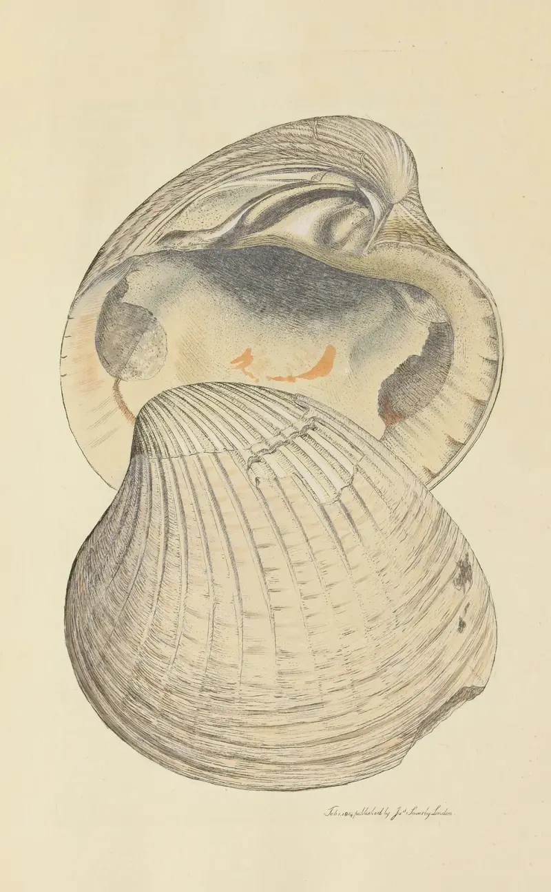 The mineral conchology of Great Britain Pl.051 av James Sowerby