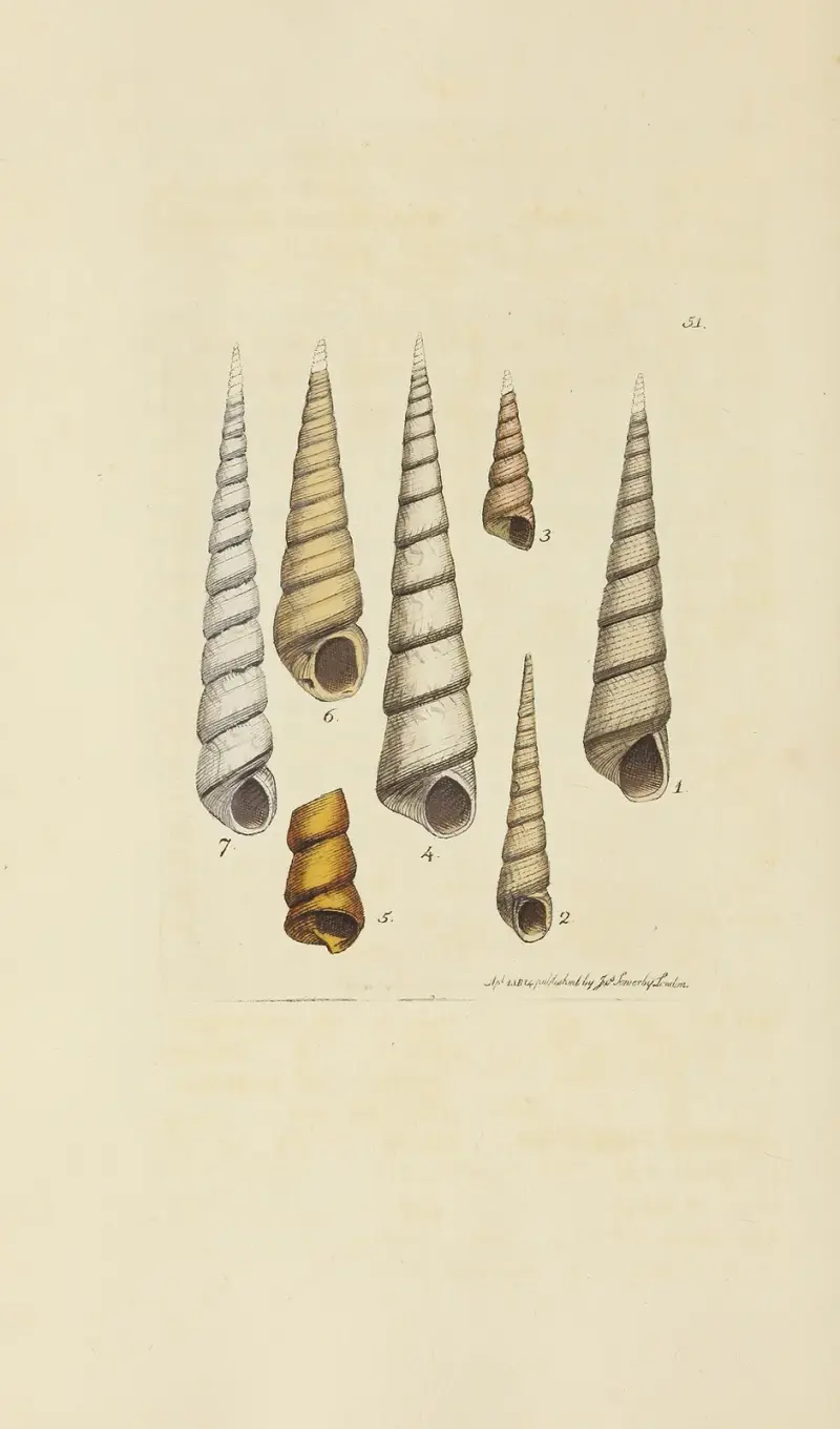 The mineral conchology of Great Britain Pl.052 av James Sowerby