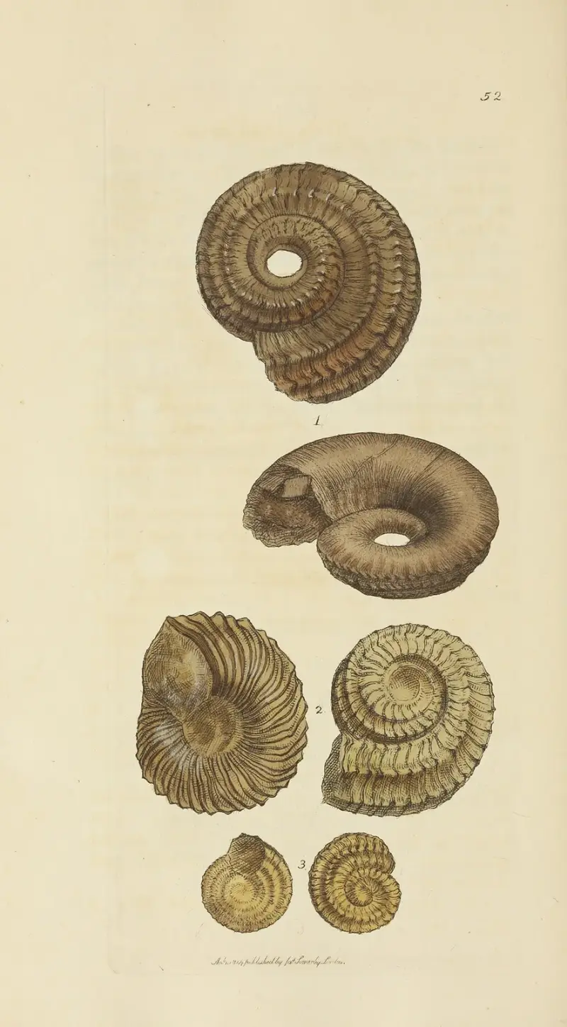 The mineral conchology of Great Britain Pl.053 av James Sowerby