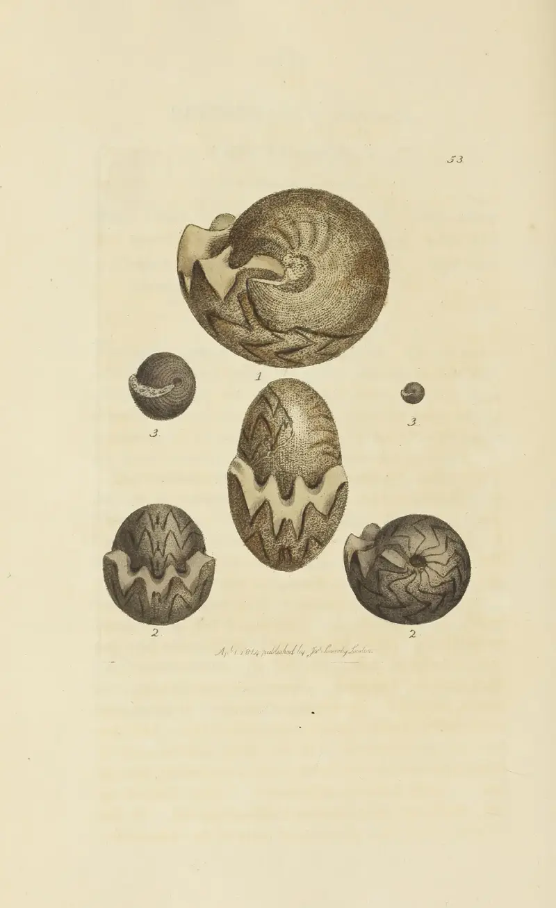 The mineral conchology of Great Britain Pl.054 av James Sowerby