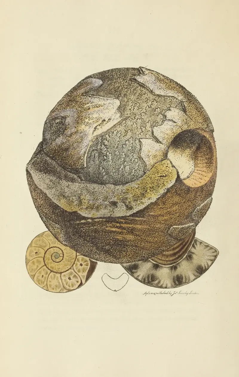 The mineral conchology of Great Britain Pl.055 av James Sowerby