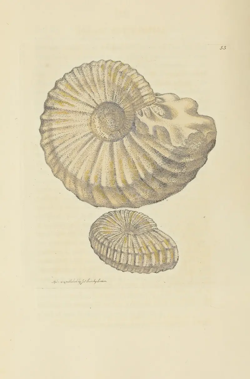 The mineral conchology of Great Britain Pl.056 av James Sowerby