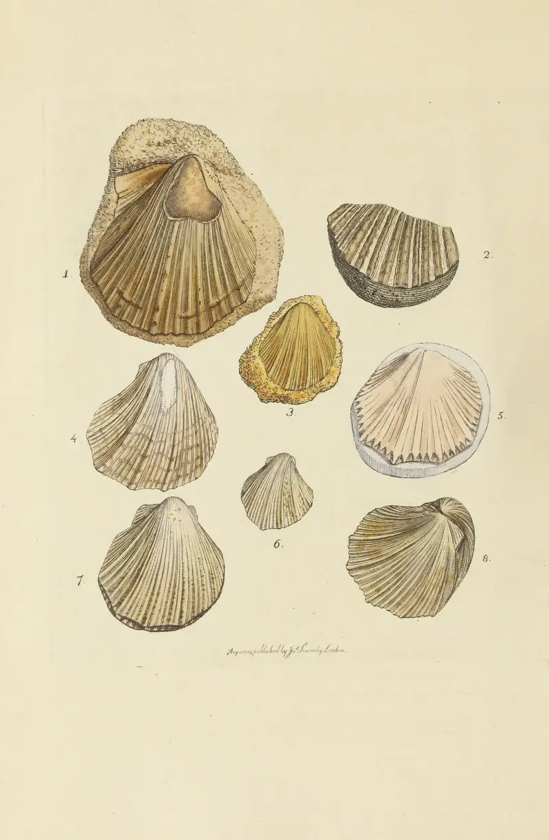 The mineral conchology of Great Britain Pl.057 av James Sowerby