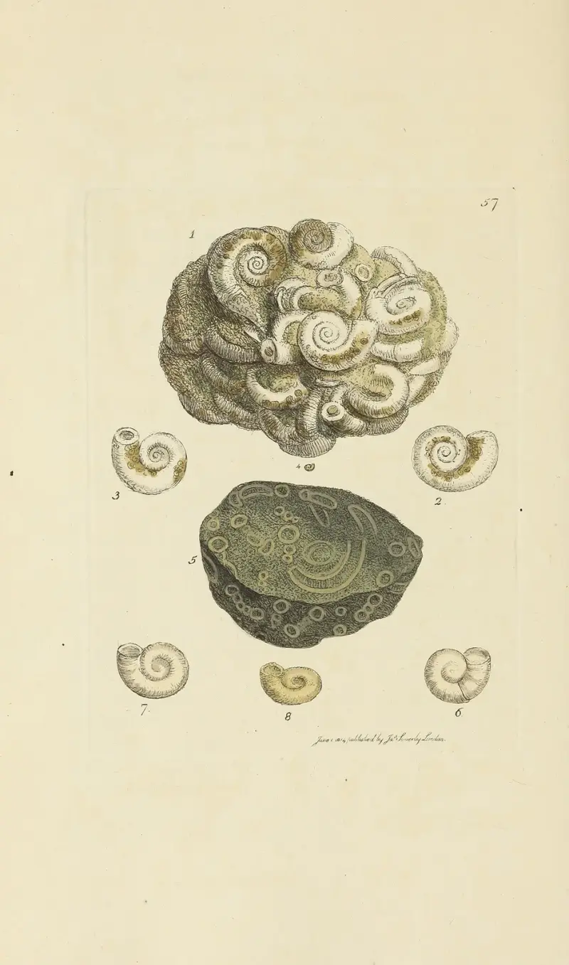 The mineral conchology of Great Britain Pl.058 av James Sowerby