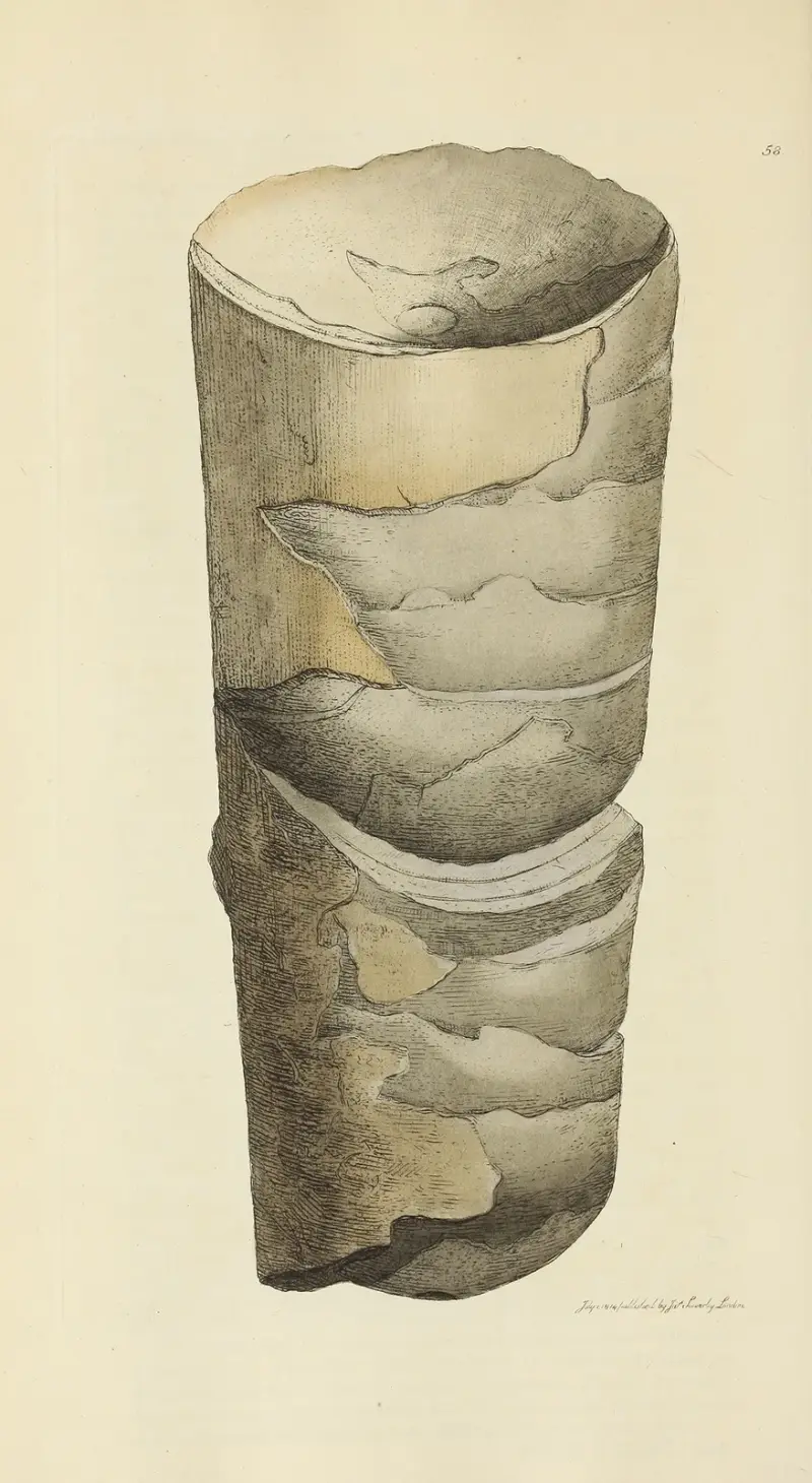 Mineralconchologi från Storbritannien, pl. 059 av James Sowerby