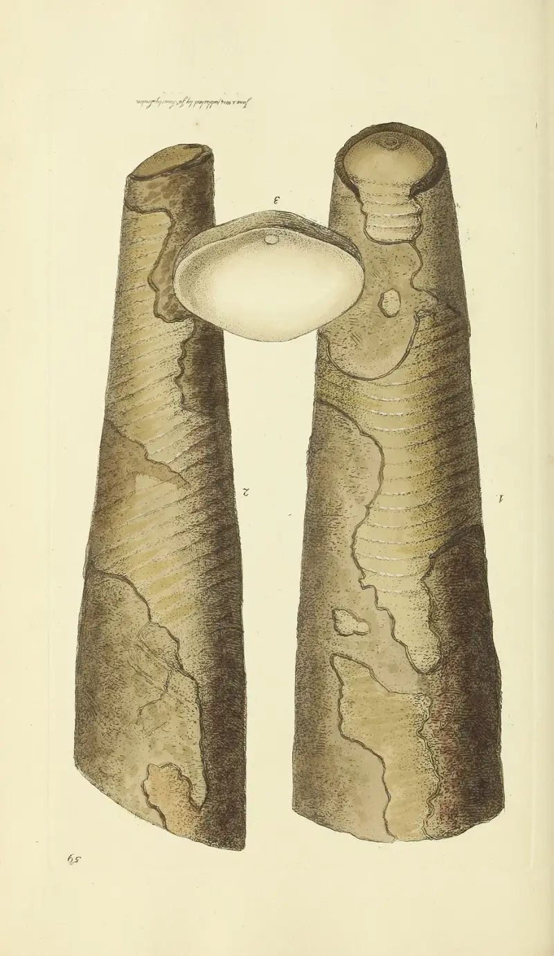 The mineral conchology of Great Britain Pl.060 av James Sowerby