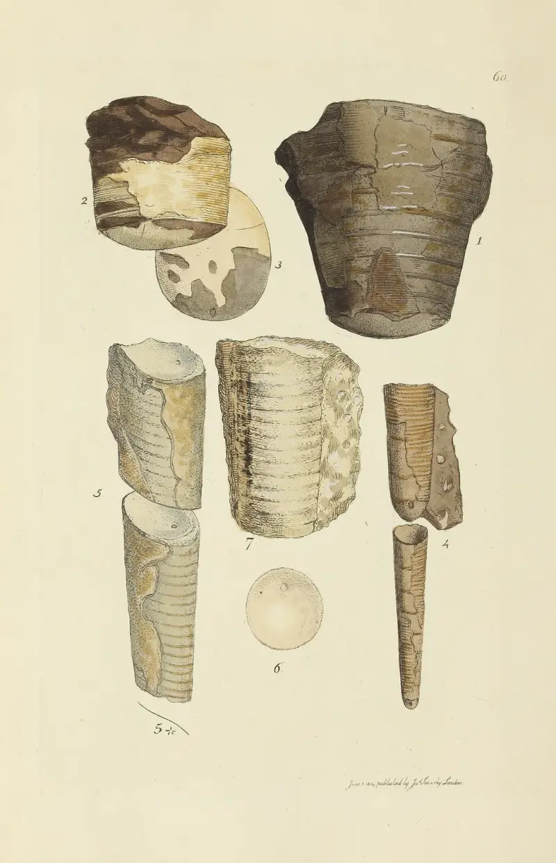 Mineralconchology av Storbritannien, plansch 061 av James Sowerby