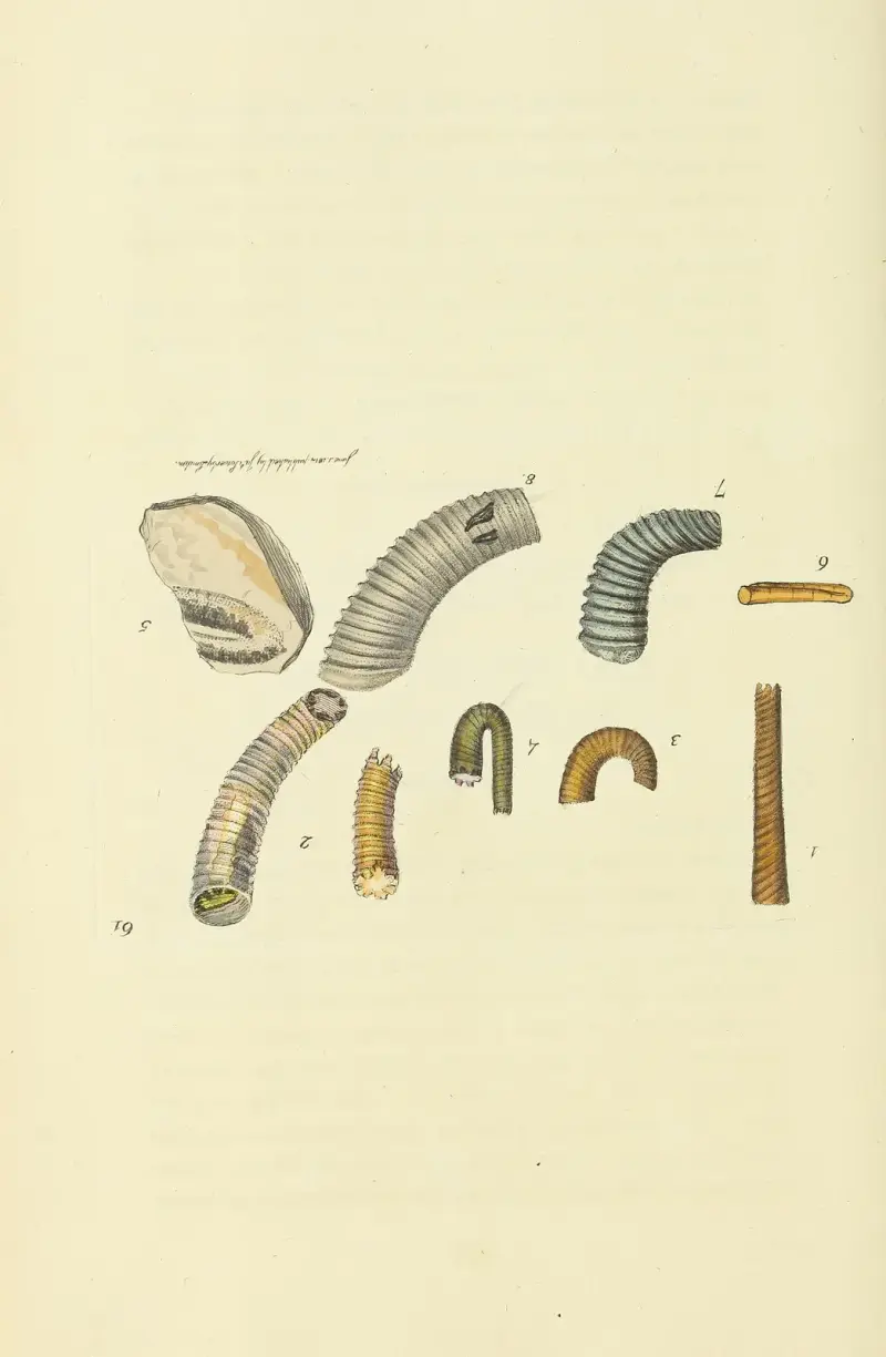The Mineral Conchology of Great Britain, plansch 062 av James Sowerby