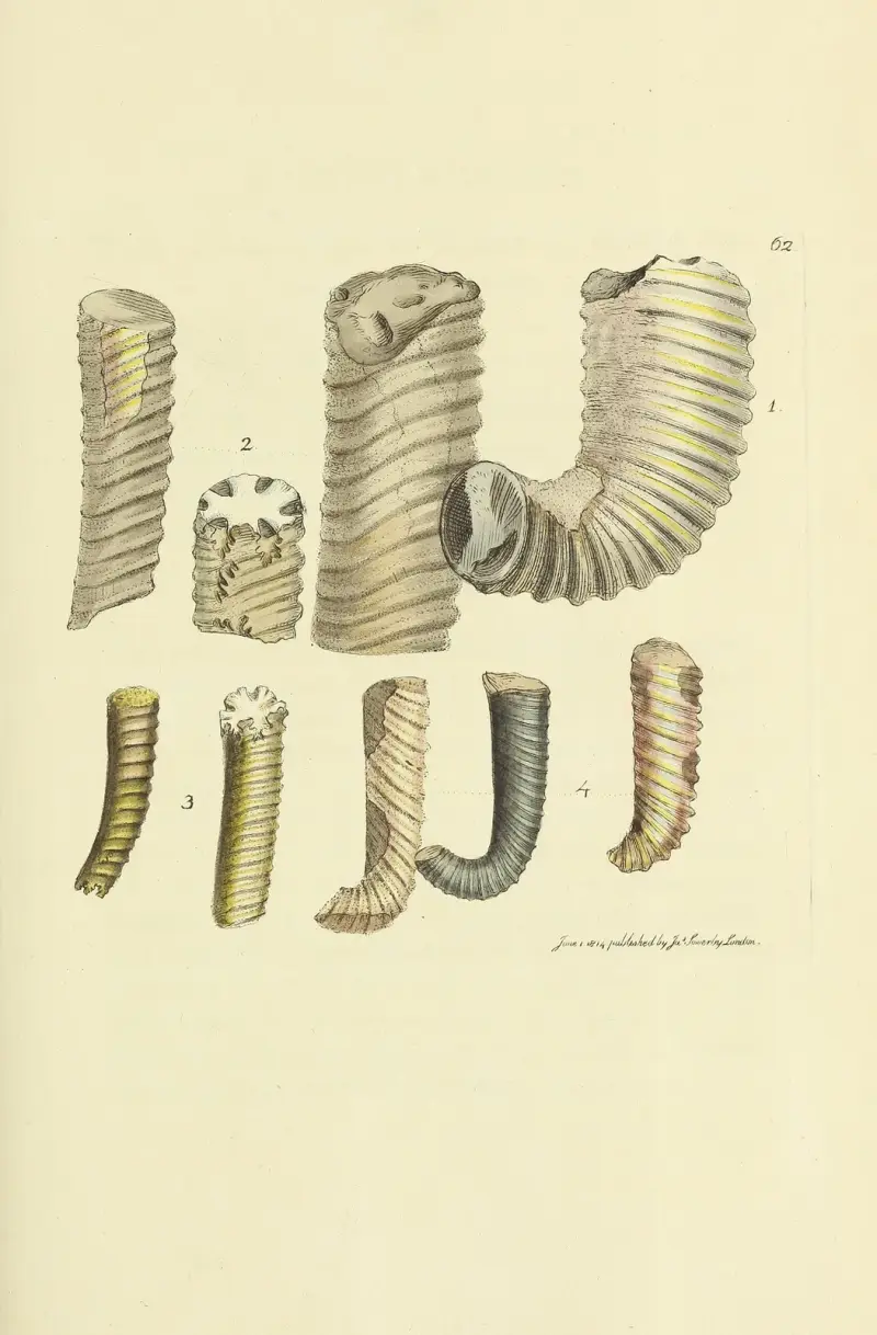 The mineral conchology of Great Britain Pl.063 av James Sowerby
