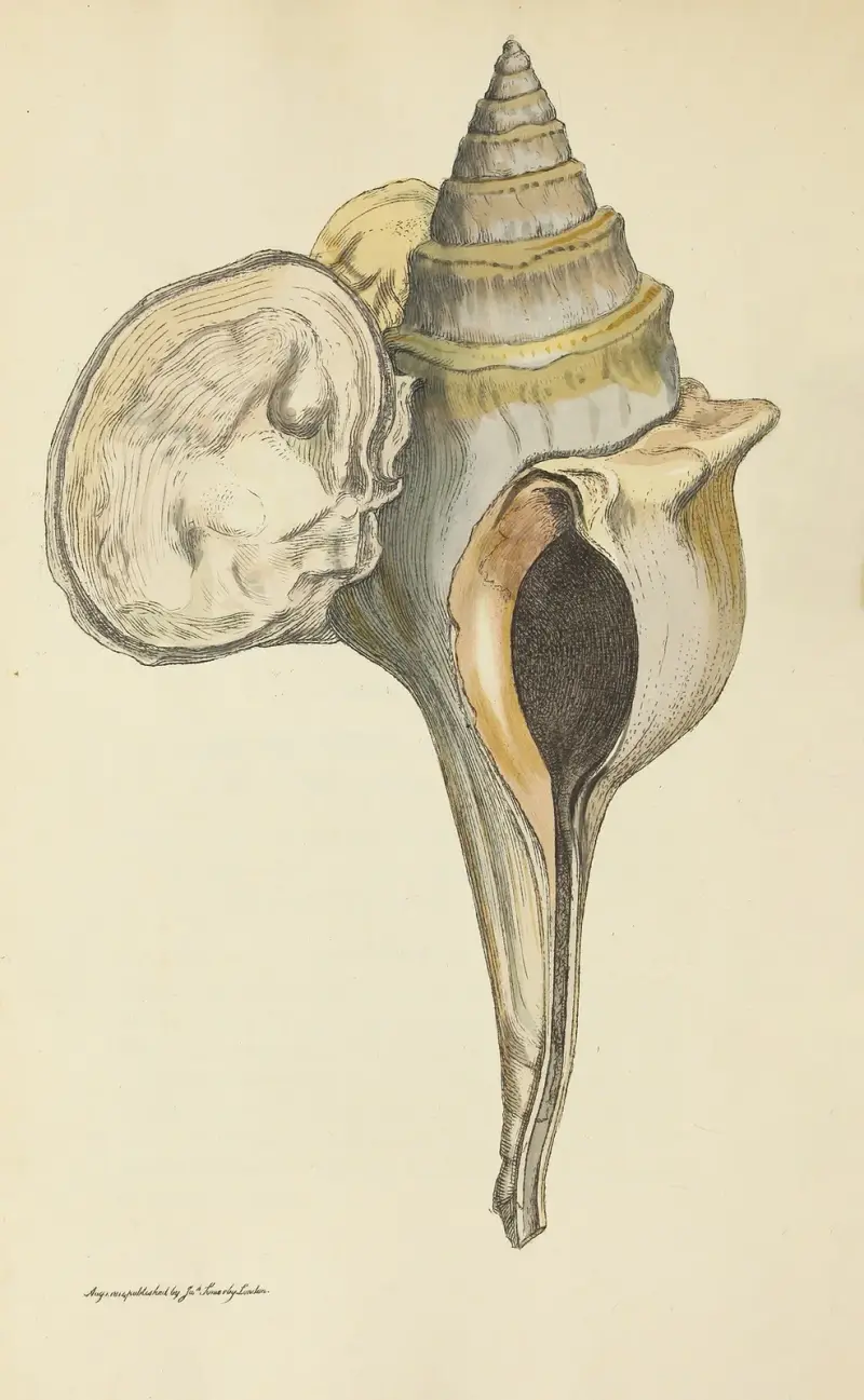 The mineral conchology of Great Britain Pl.064 av James Sowerby