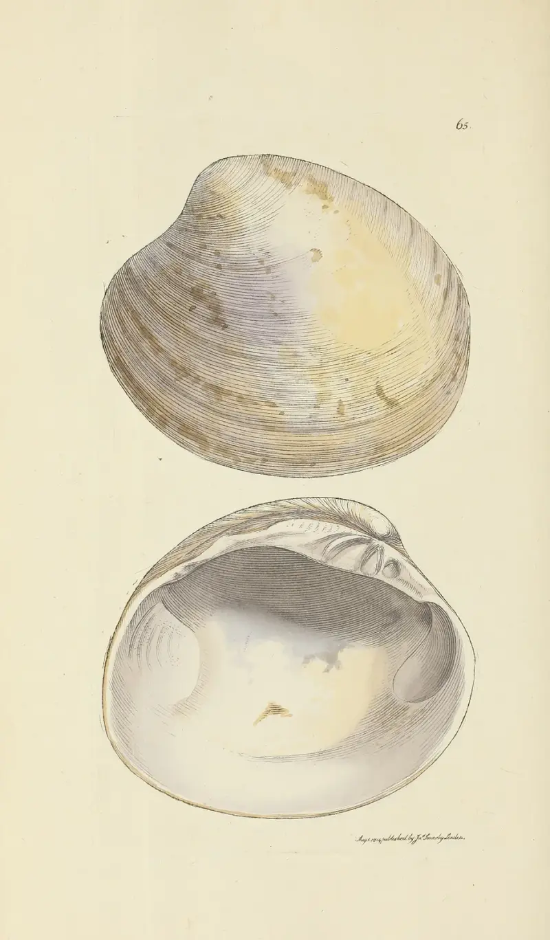 Mineralconchologi från Storbritannien, pl. 065 av James Sowerby