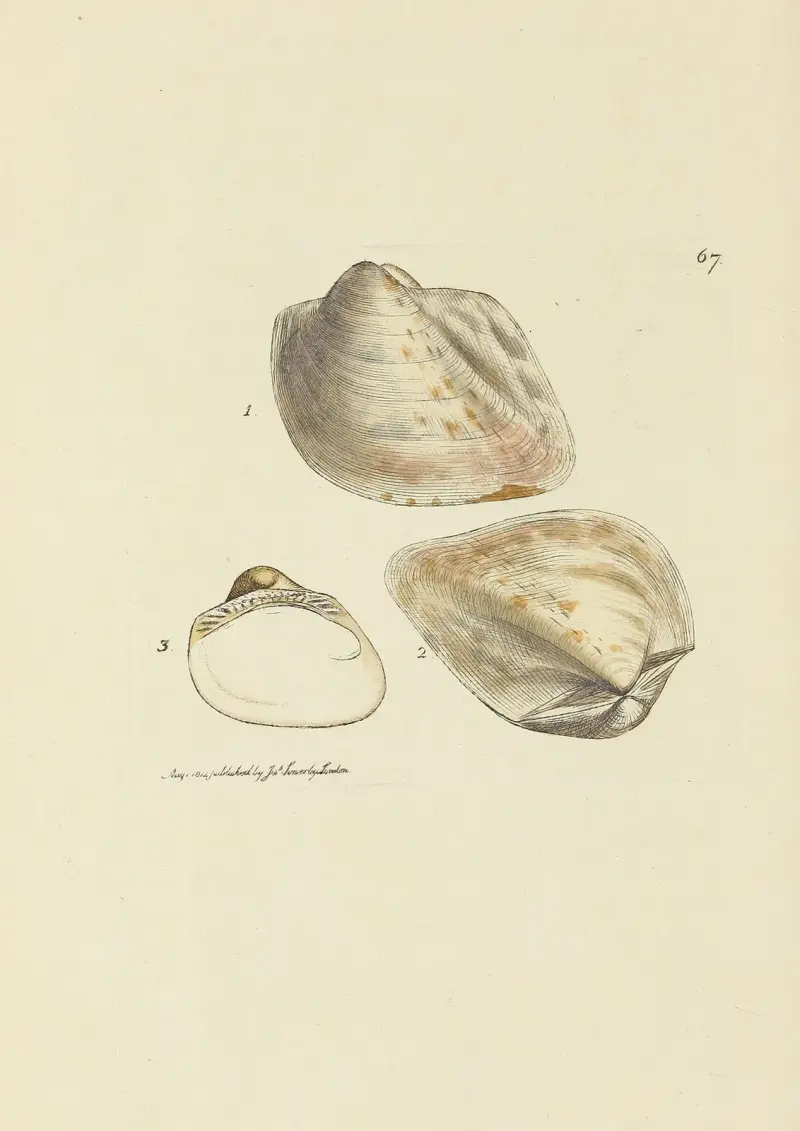 The mineral conchology of Great Britain Pl.067 av James Sowerby