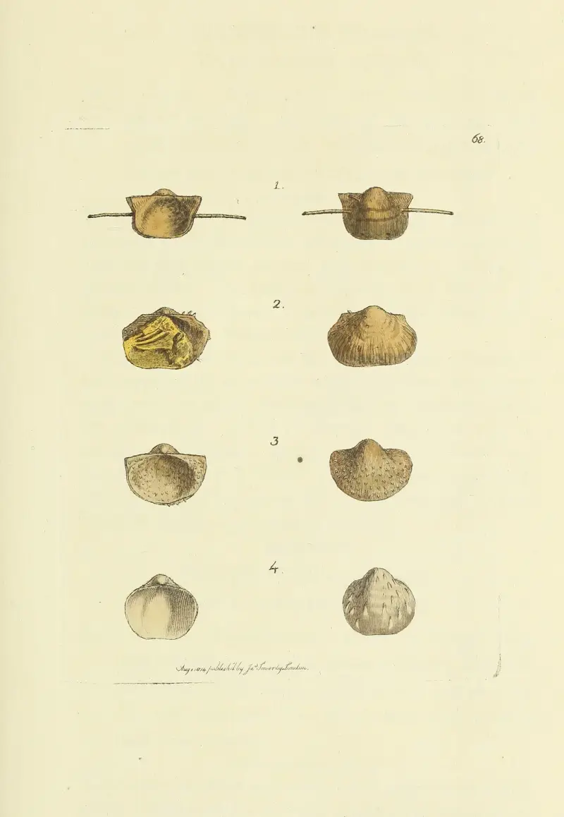 The mineral conchology of Great Britain Pl.068 av James Sowerby