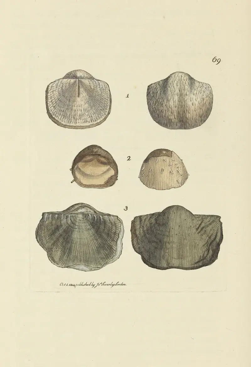The mineral conchology of Great Britain Pl.069 av James Sowerby
