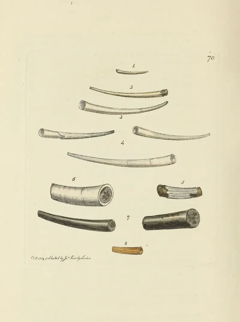The mineral conchology of Great Britain Pl.070 av James Sowerby