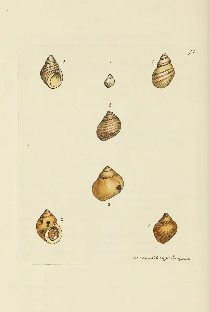 Mineralconchologi från Storbritannien, plansch 071 av James Sowerby