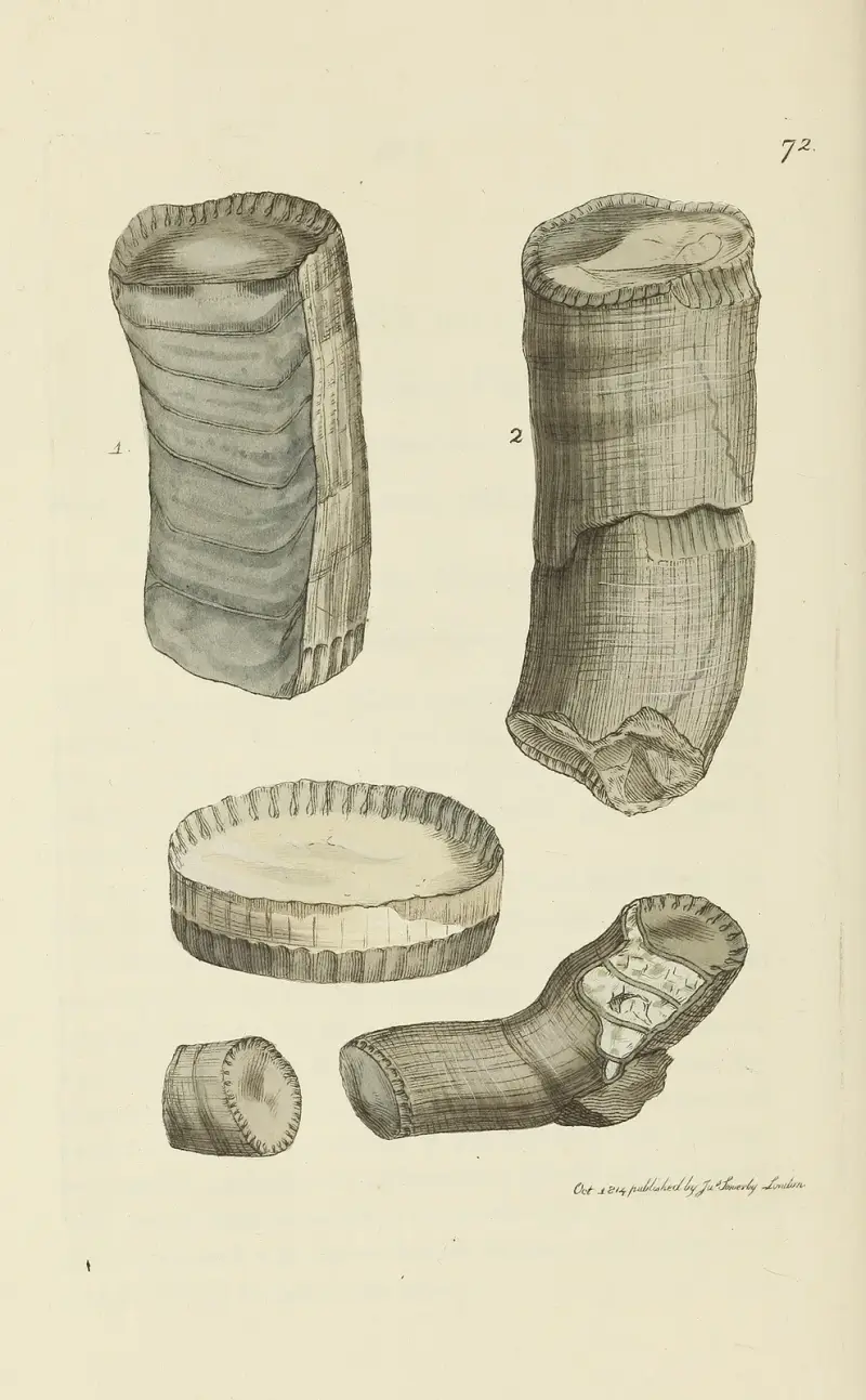 Mineralconchyliologi från Storbritannien, plansch 072 av James Sowerby