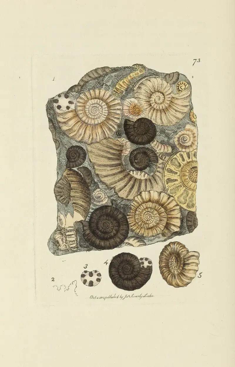 The mineral conchology of Great Britain Pl.073 av James Sowerby