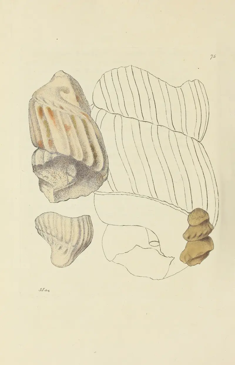 The mineral conchology of Great Britain Pl.074 av James Sowerby