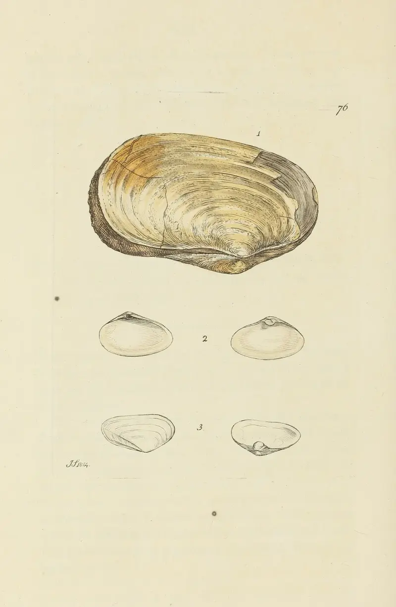 The mineral conchology of Great Britain Pl.075 av James Sowerby