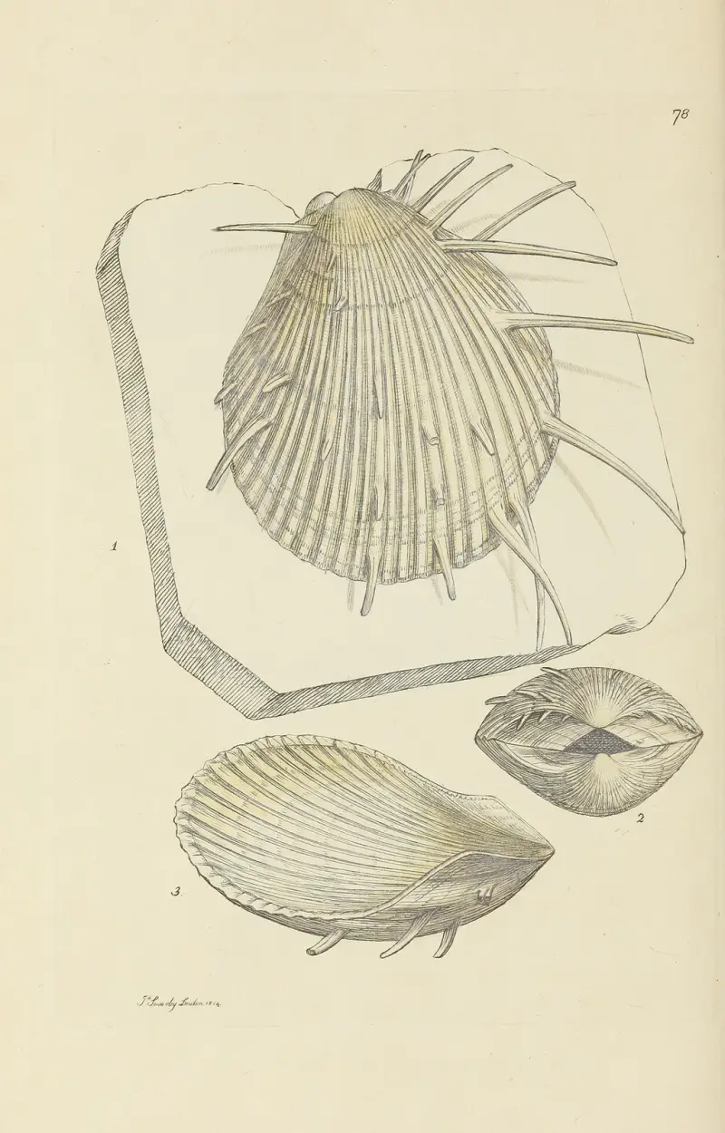 Mineralconchology av Storbritannien, plansch 077 av James Sowerby