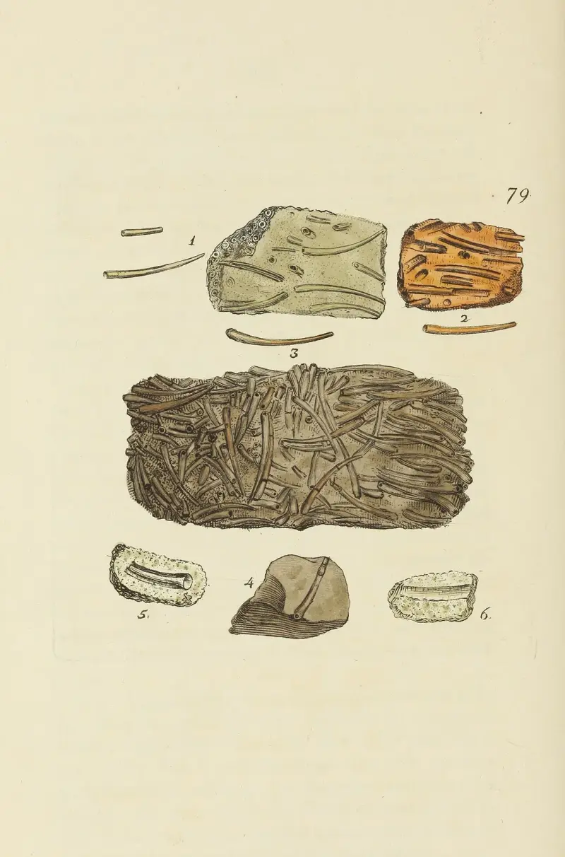 The mineral conchology of Great Britain Pl.078 av James Sowerby