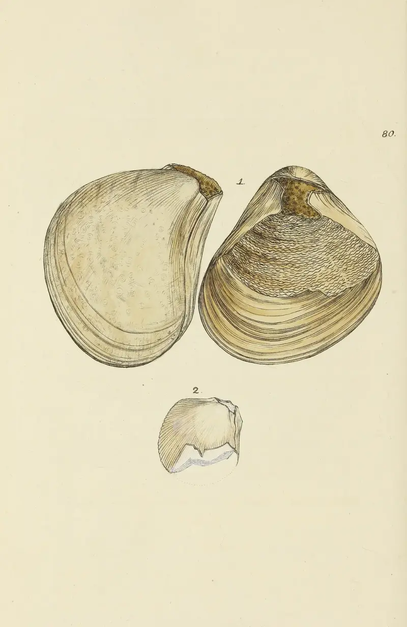 The mineral conchology of Great Britain Pl.079 av James Sowerby