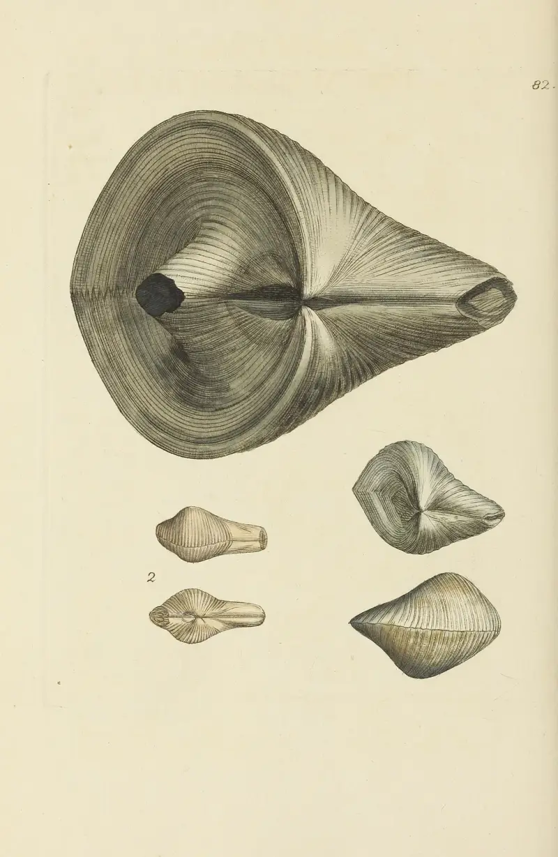 The mineral conchology of Great Britain Pl.081 av James Sowerby