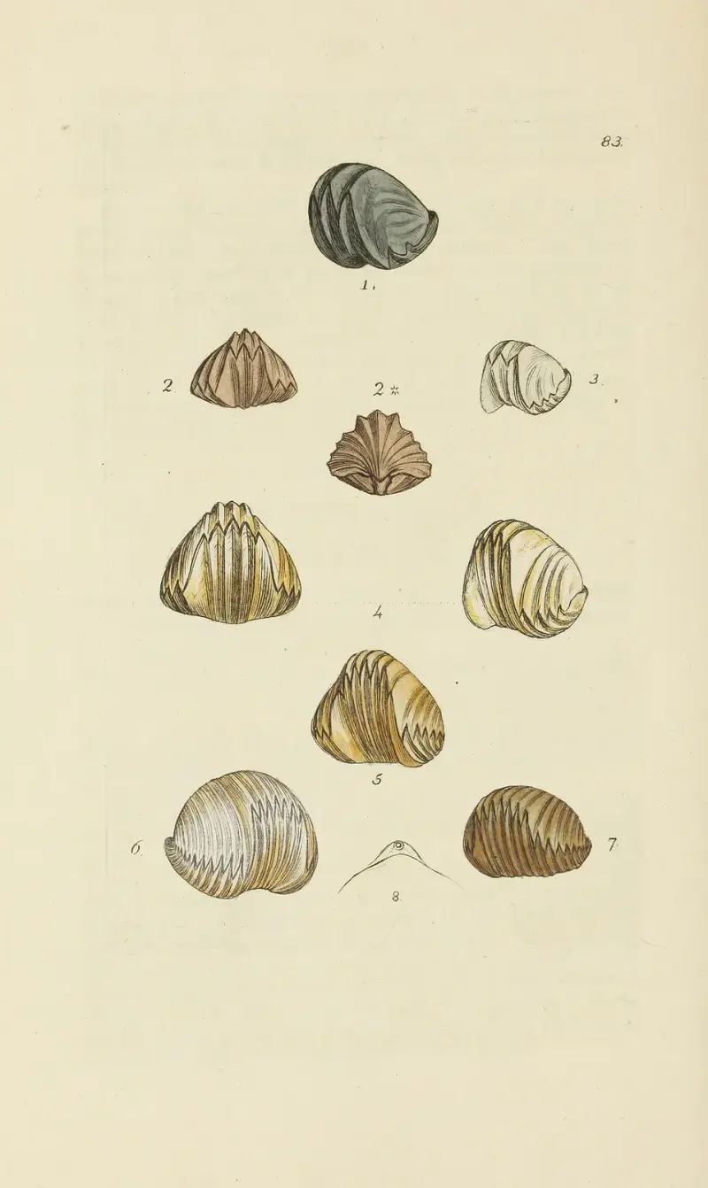 The mineral conchology of Great Britain Pl.082 av James Sowerby