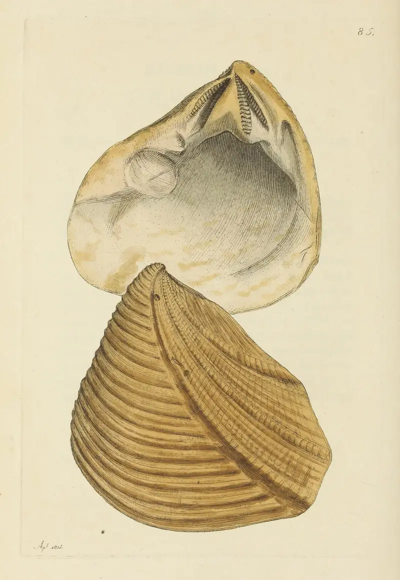 The mineral conchology of Great Britain Pl.084 av James Sowerby