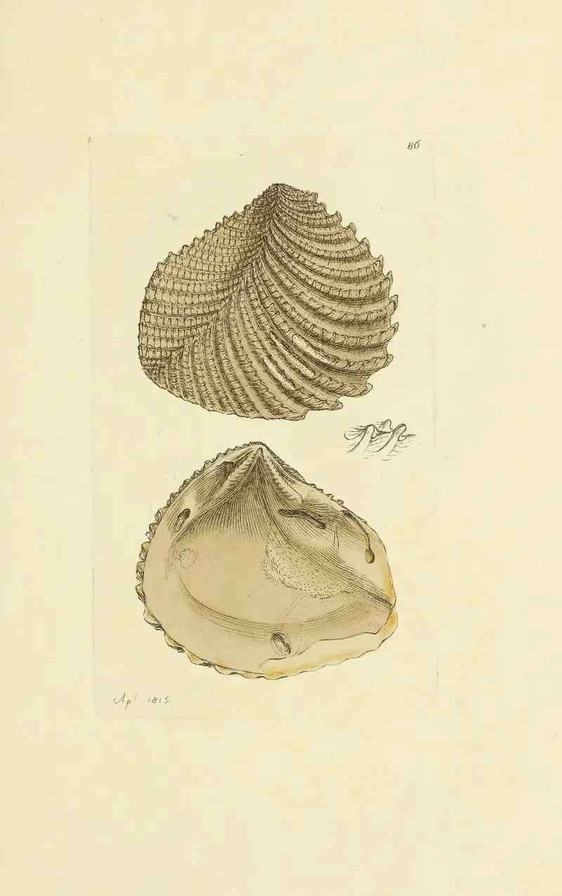 The mineral conchology of Great Britain Pl.085 av James Sowerby