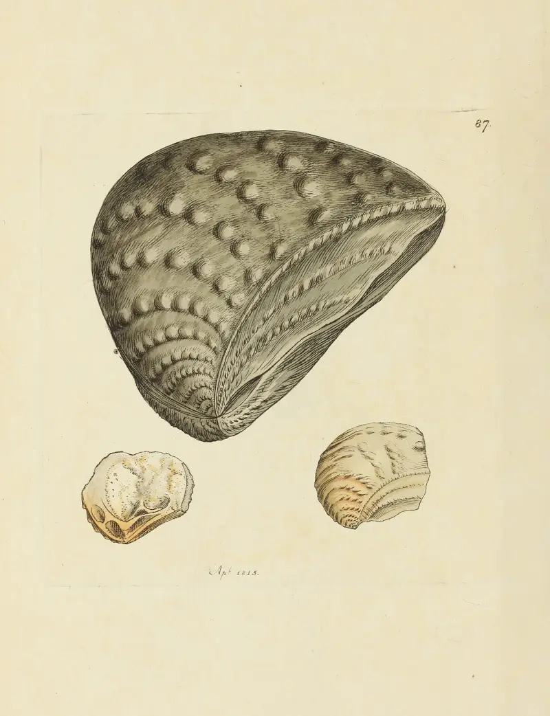 Mineralconkologi från Storbritannien, plansch 086 av James Sowerby