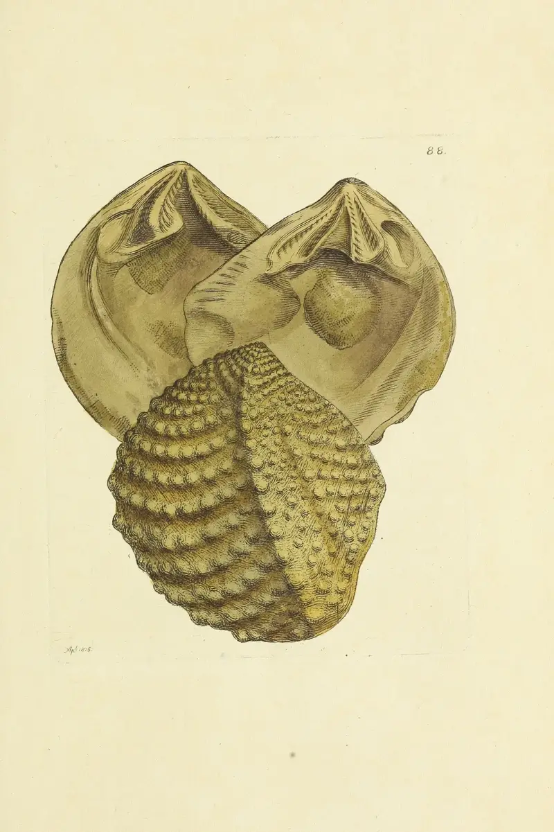 The mineral conchology of Great Britain Pl.087 av James Sowerby
