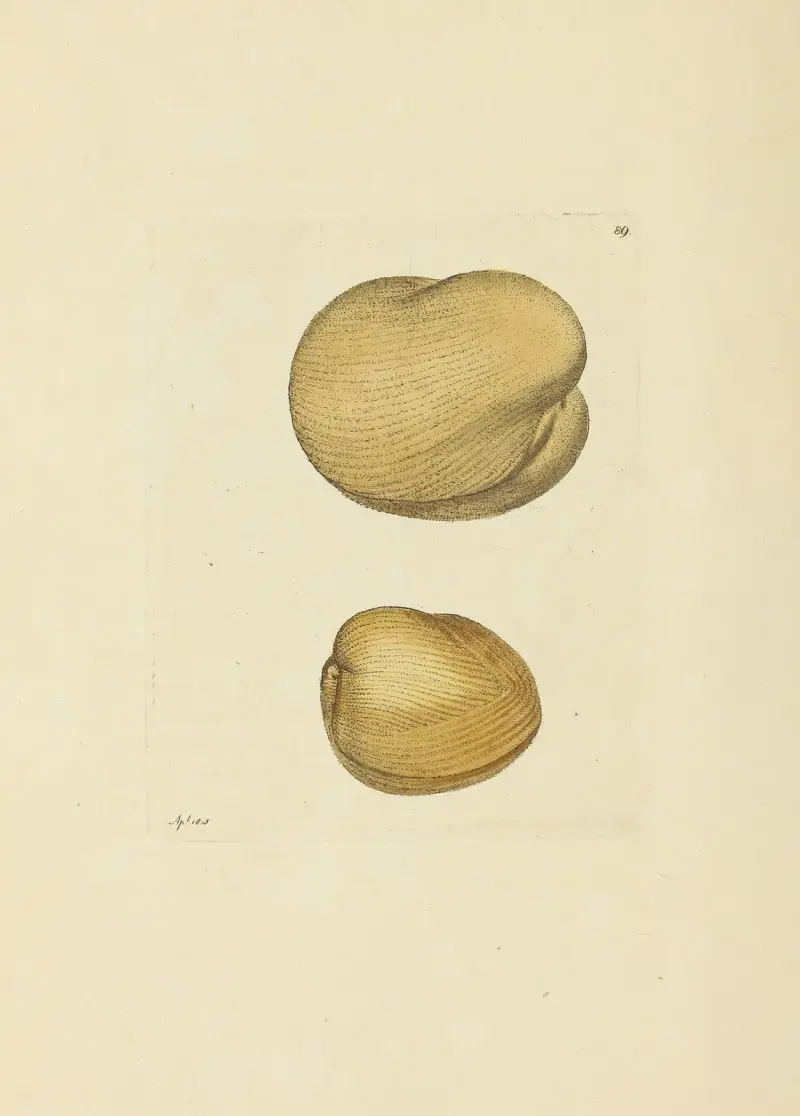 The mineral conchology of Great Britain Pl.088 av James Sowerby