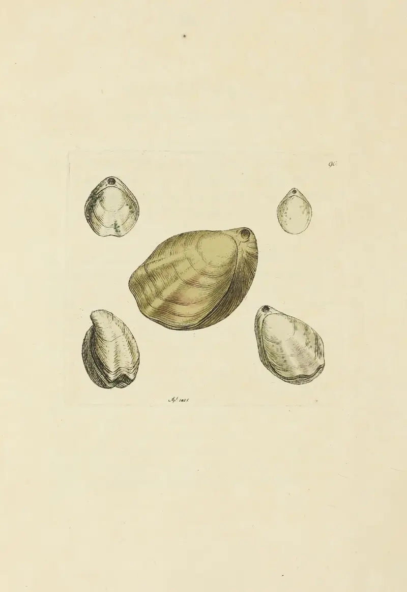 Mineralconchology av Storbritannien pl. 089 av James Sowerby