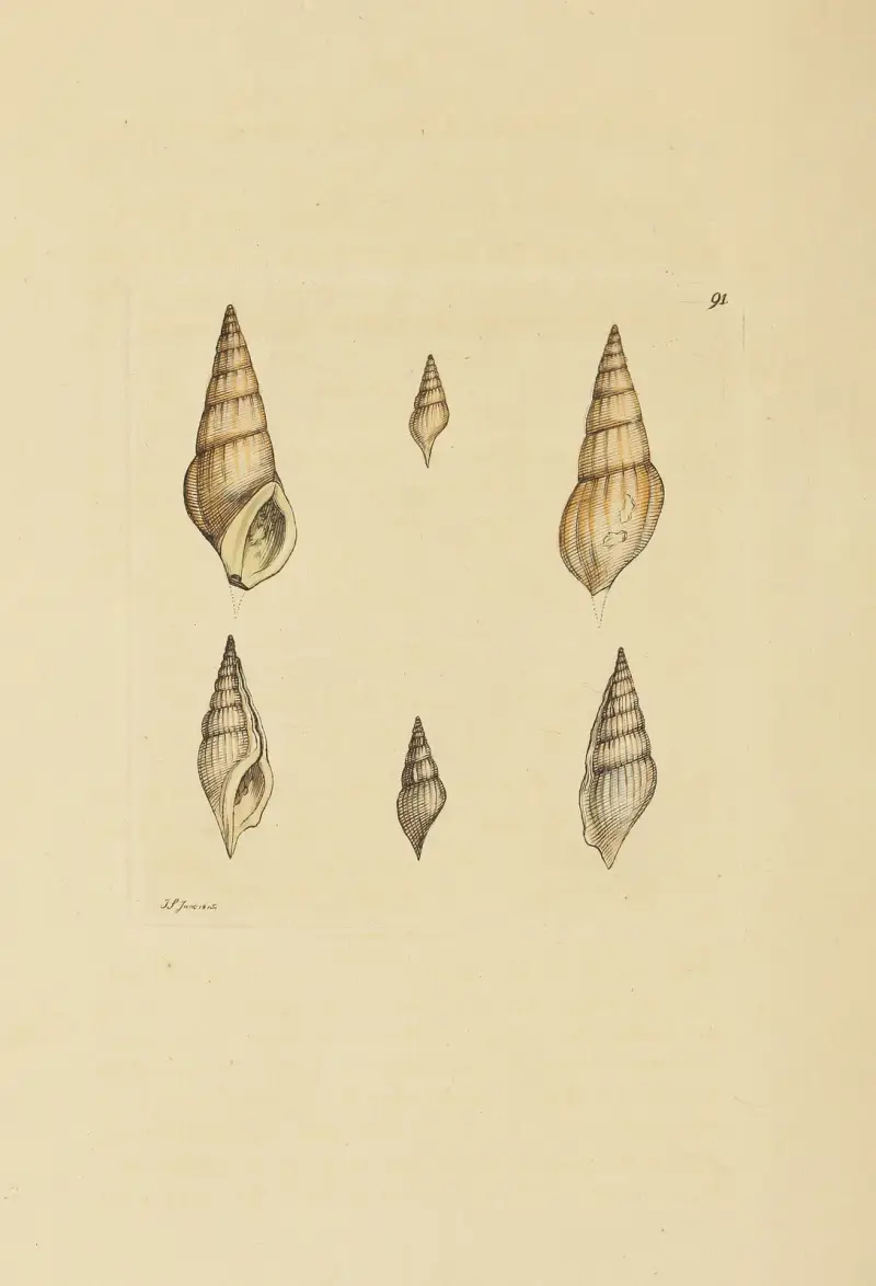 The mineral conchology of Great Britain Pl.090 av James Sowerby