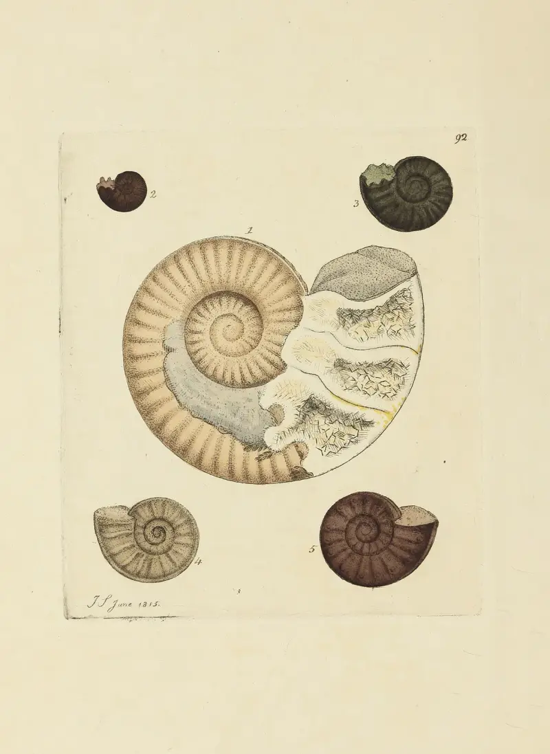 Mineralconchologi från Storbritannien, pl. 91 av James Sowerby