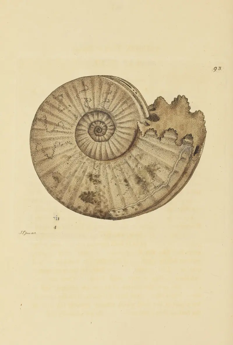 Die Mineral-Conchologie von Großbritannien Taf. 092 von James Sowerby