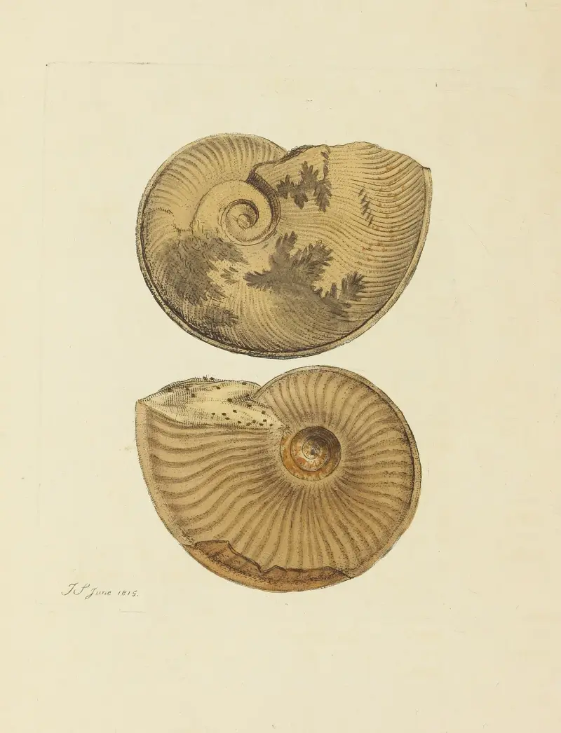 The mineral conchology of Great Britain Pl.093 av James Sowerby